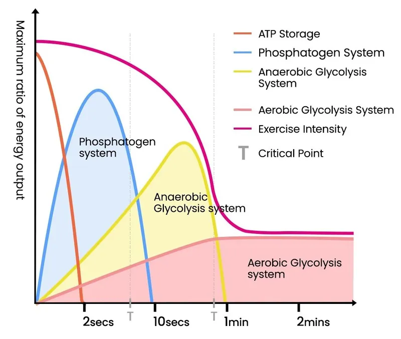 Energy systems contribution during exercise