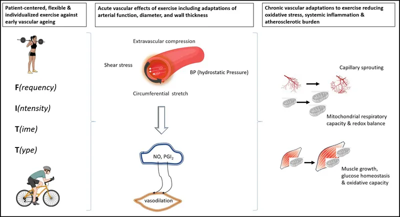 Vascular and muscle adaptations to exercise