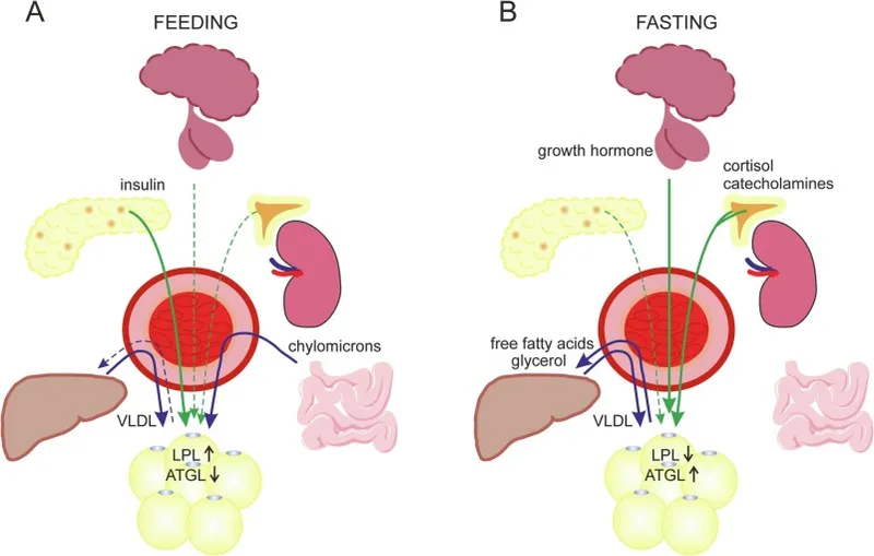 Hormonal regulation of metabolism: Feeding vs. Fasting