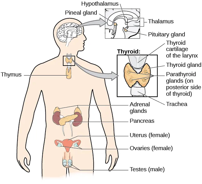 Endocrine Glands in the Human Body