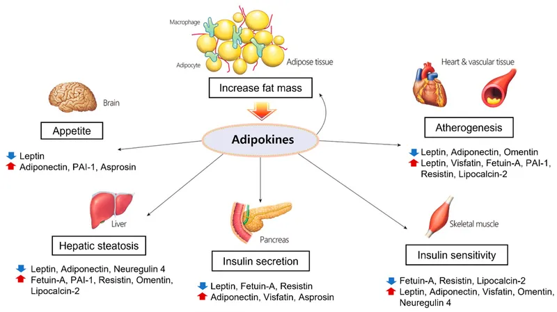 Adipokine effects on metabolic syndrome
