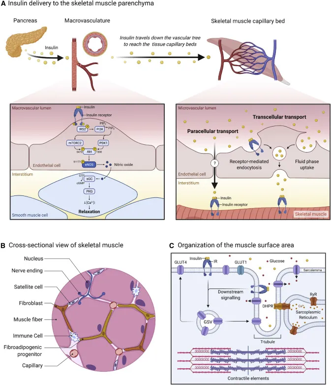 Insulin delivery and action in skeletal muscle