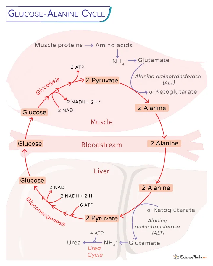 Glucose-Alanine Cycle in Muscle and Liver