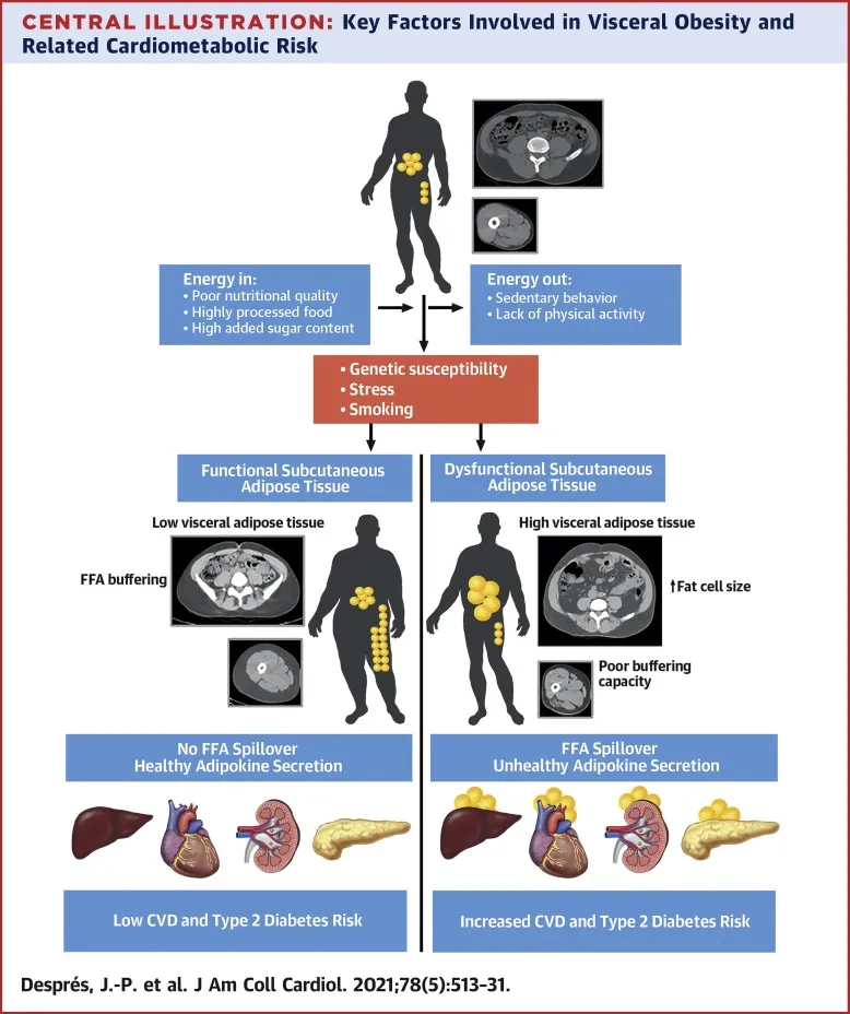 Visceral Obesity and Cardiometabolic Risk Factors