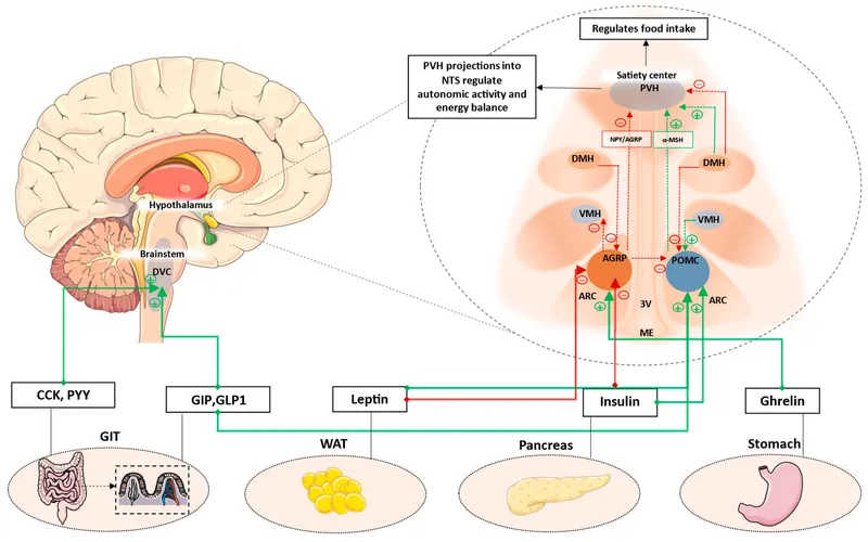 Hypothalamic regulation of appetite and energy balance