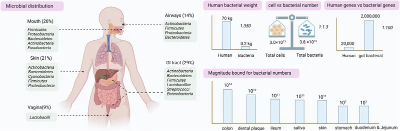 Microbial distribution in the human body