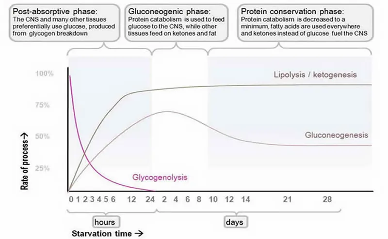 Metabolic adaptations during prolonged starvation