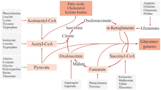 Amino acid carbon skeleton entry into Krebs cycle