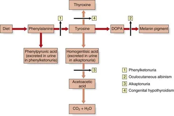 Phenylalanine and Tyrosine Metabolism Disorders