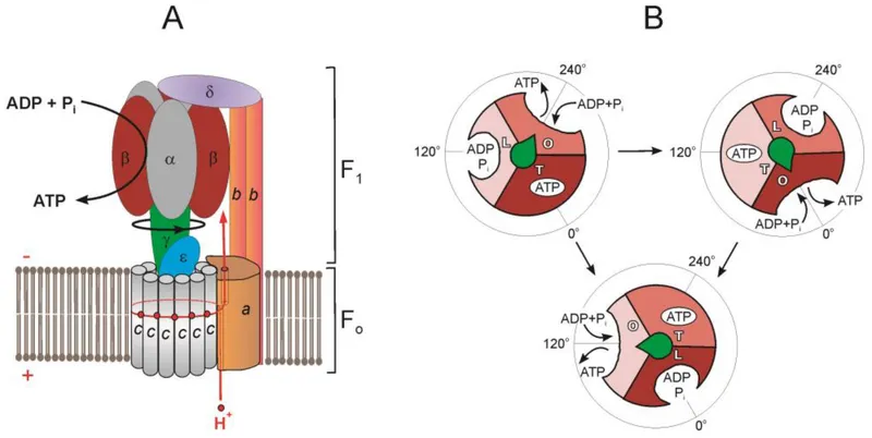 ATP Synthase: F0F1 subunits, proton flow, and ATP synthesis