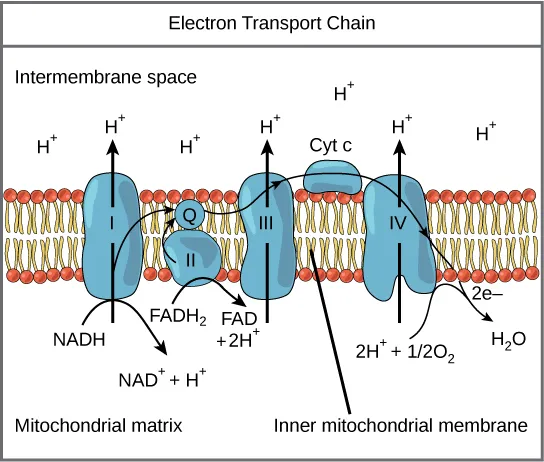 Electron Transport Chain in Inner Mitochondrial Membrane