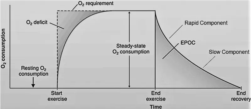 EPOC: Rapid and Slow Components of Oxygen Consumption