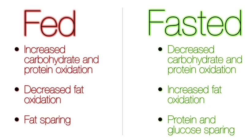 Fed vs. Fasted State Metabolism: Key Metabolic Changes