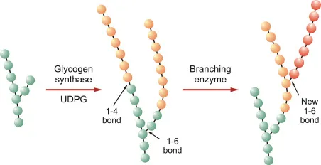 Glycogen synthesis and branching by branching enzyme