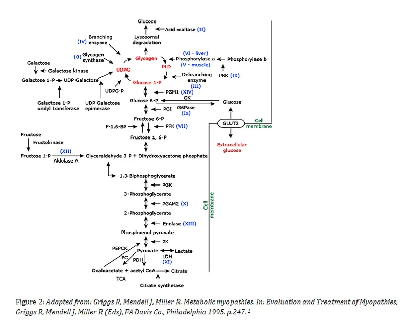 Glycogen Metabolism and Related Metabolic Pathways