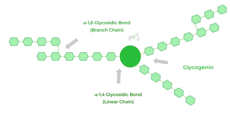 Glycogen structure with alpha-1,4 and alpha-1,6 bonds