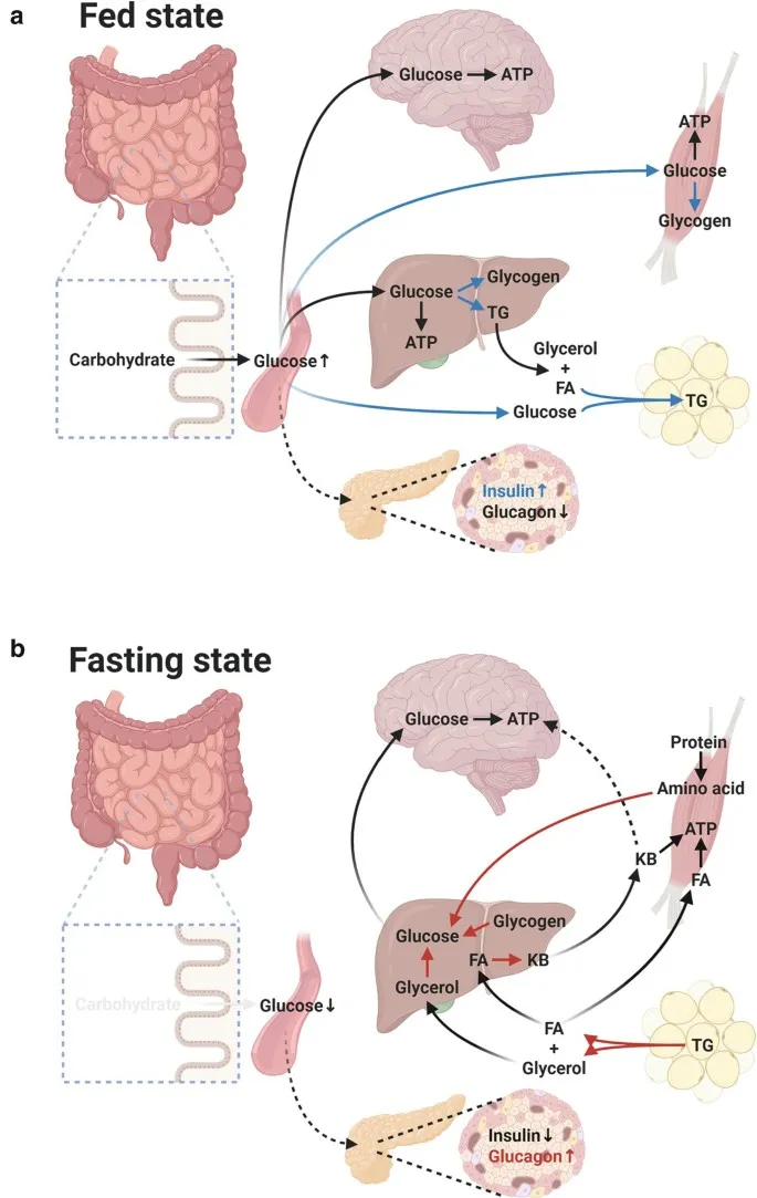 Inter-organ metabolic flow in fed vs. fasting states