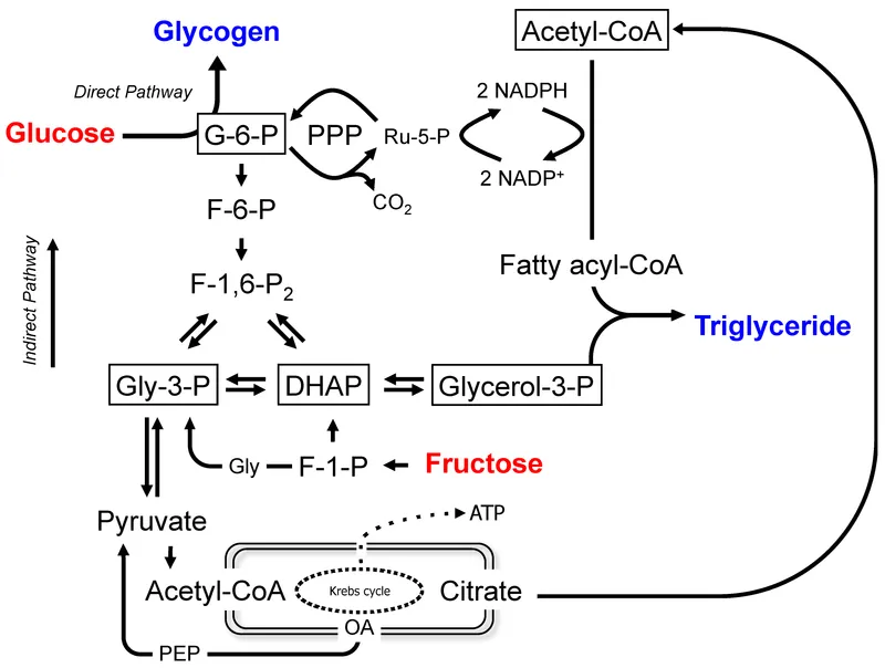Integration of Glucose, Fructose, and Fatty Acid Metabolism