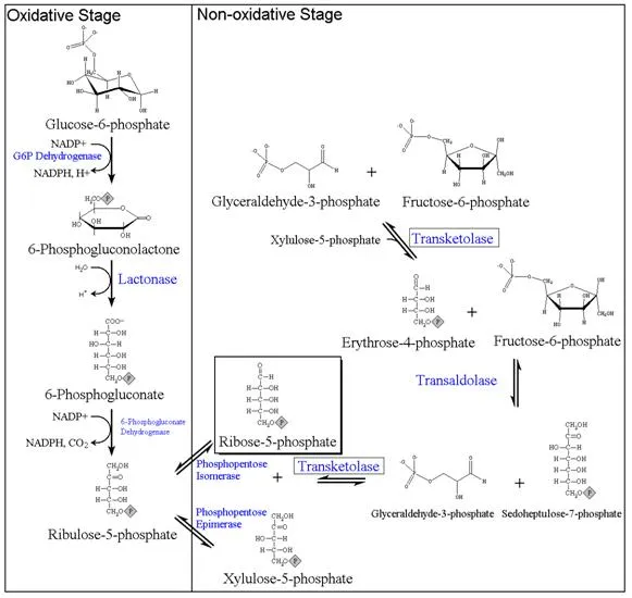 Pentose Phosphate Pathway: Oxidative & Non-oxidative Stages