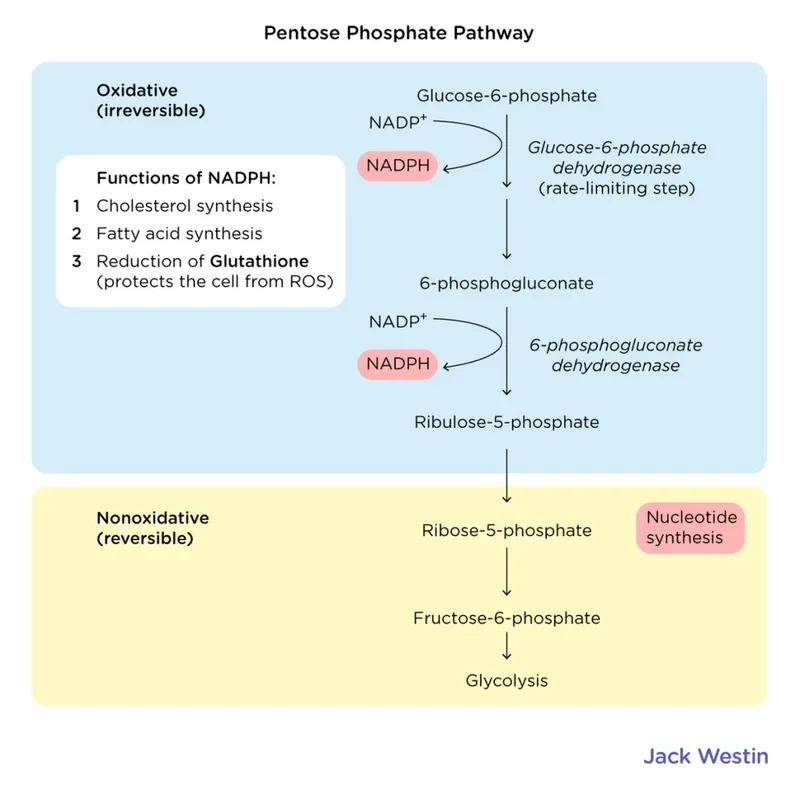 Pentose Phosphate Pathway: Oxidative & Nonoxidative Phases