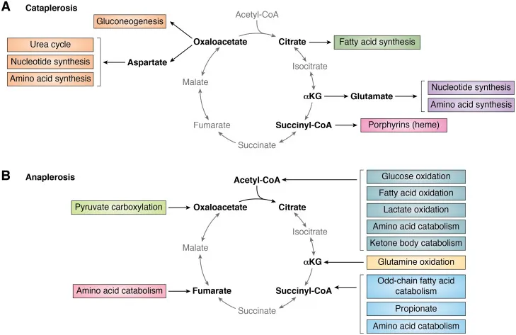 TCA cycle: Cataplerosis and Anaplerosis