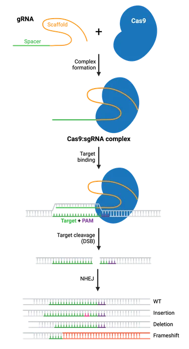 CRISPR-Cas9 mechanism and DNA repair
