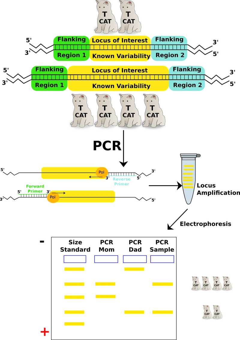 DNA Fingerprinting using VNTR and STR regions