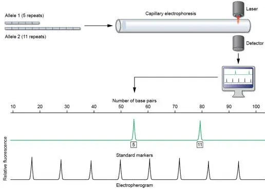 STR electropherogram peaks