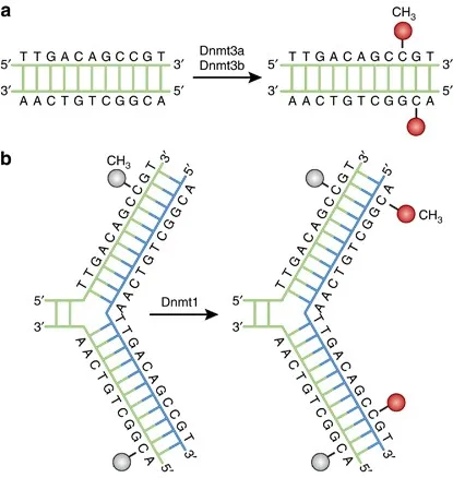 DNA Methylation by Dnmt3a/b and Dnmt1