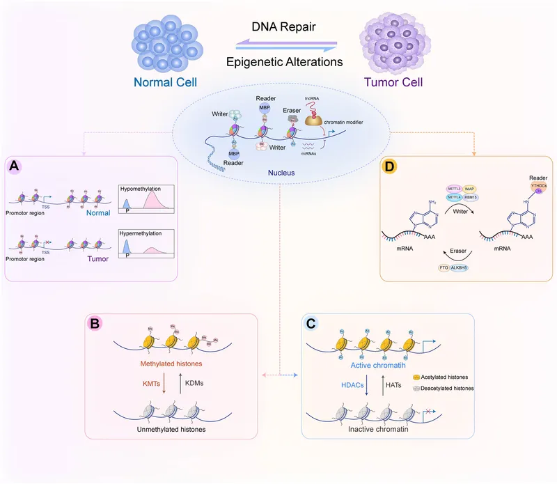Epigenetic alterations in normal and tumor cells