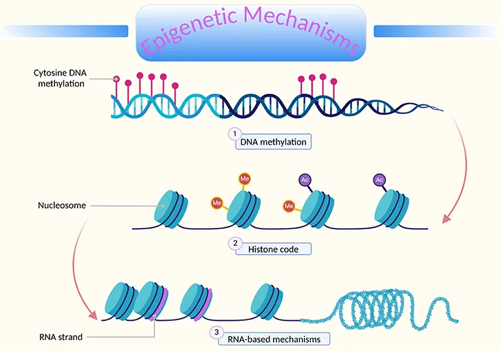 Epigenetic mechanisms: DNA methylation, histone code, RNA