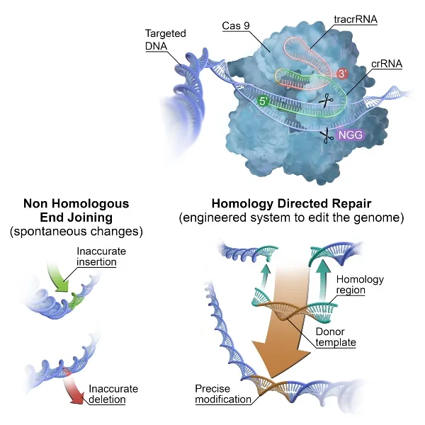 CRISPR-Cas9 mechanism and repair pathways