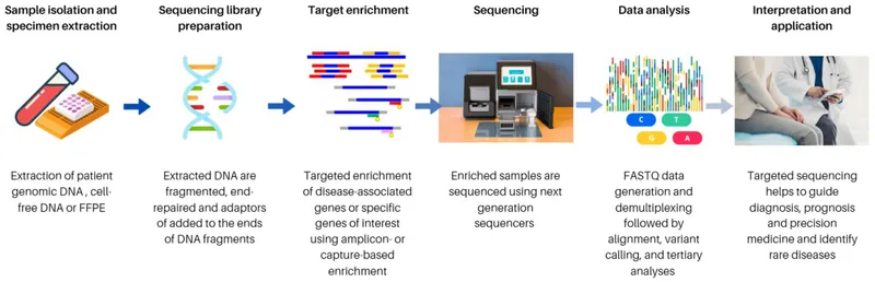 Targeted Sequencing Workflow