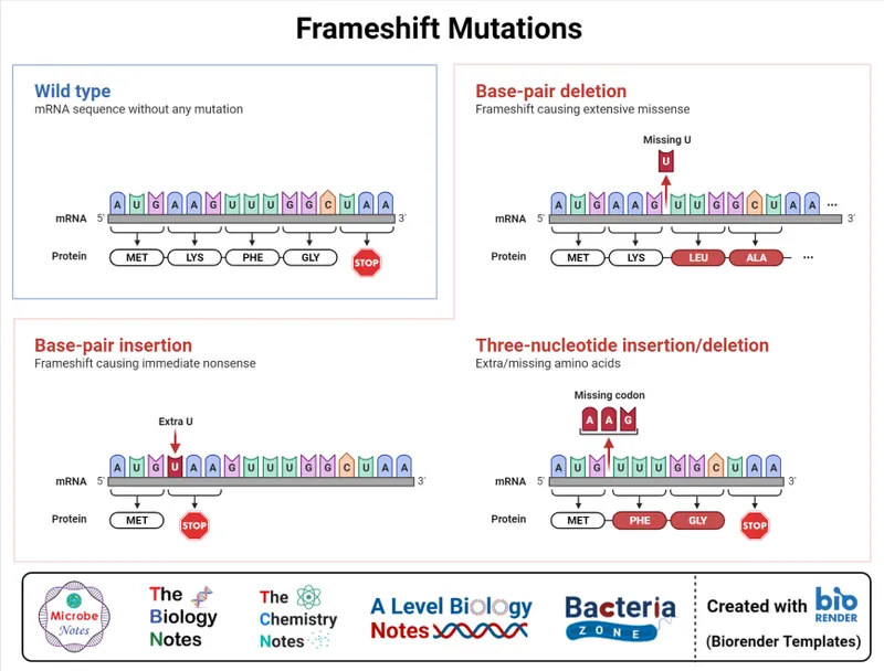 Point vs Frameshift Mutations