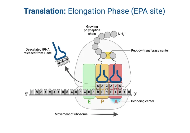 Ribosome translation elongation phase with EPA sites