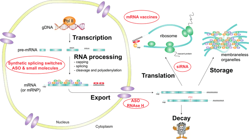 Eukaryotic pre-mRNA processing, translation, and decay