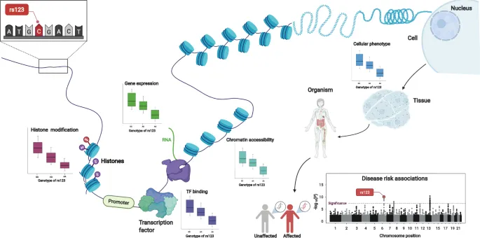 SNP effects from molecular to organismal level