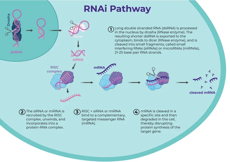 RNAi Pathway Diagram