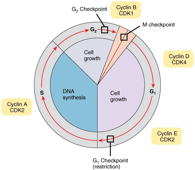 Cell Cycle Phases, Checkpoints, and Cyclin-CDK Complexes