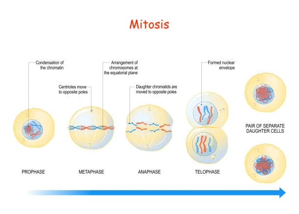 Stages of Mitosis: Prophase, Metaphase, Anaphase, Telophase