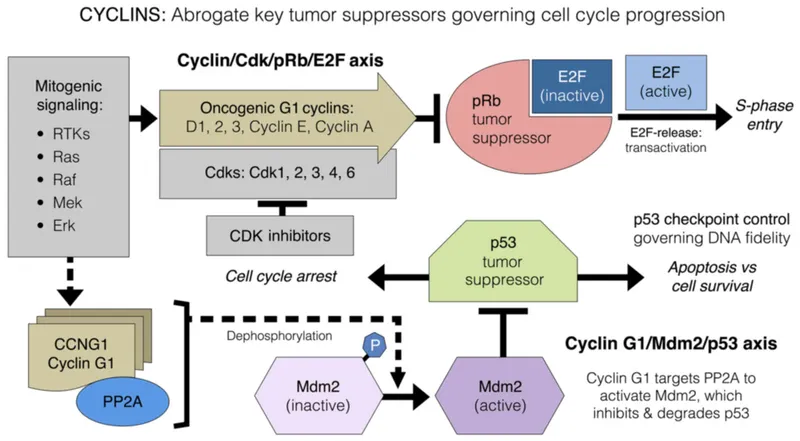 Cell cycle regulation by p53 and Rb tumor suppressors