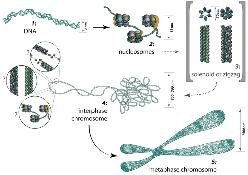 DNA to metaphase chromosome condensation