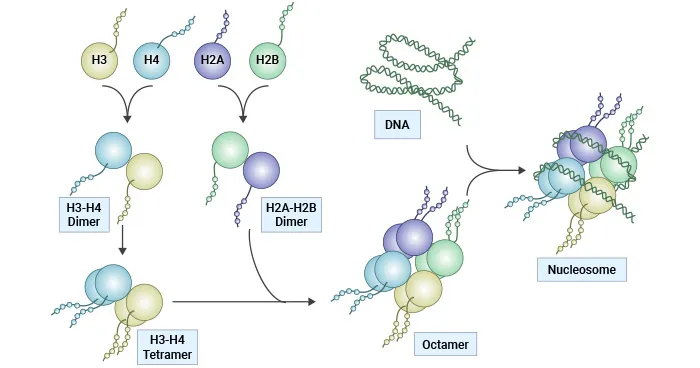 Nucleosome assembly from histone proteins and DNA