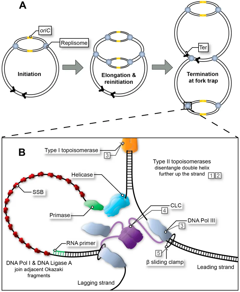 DNA replication fork with helicase, SSBs, and topoisomerase