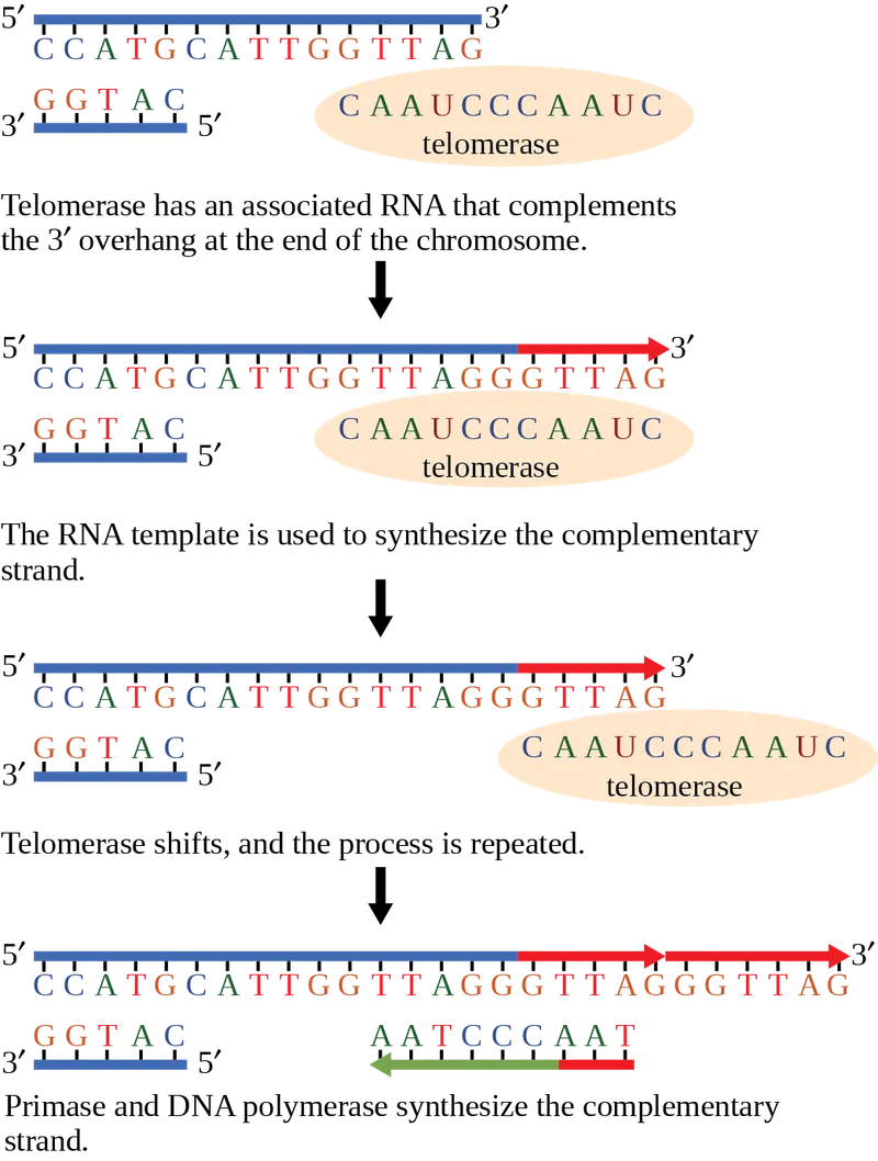 Telomerase action on chromosome end with RNA template