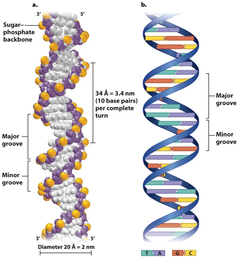 B-DNA double helix with major/minor grooves and base pairs