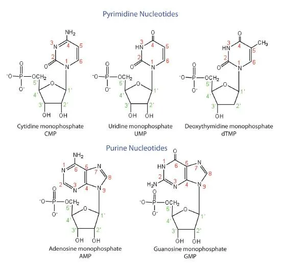 Chemical structures of purine and pyrimidine nucleotides