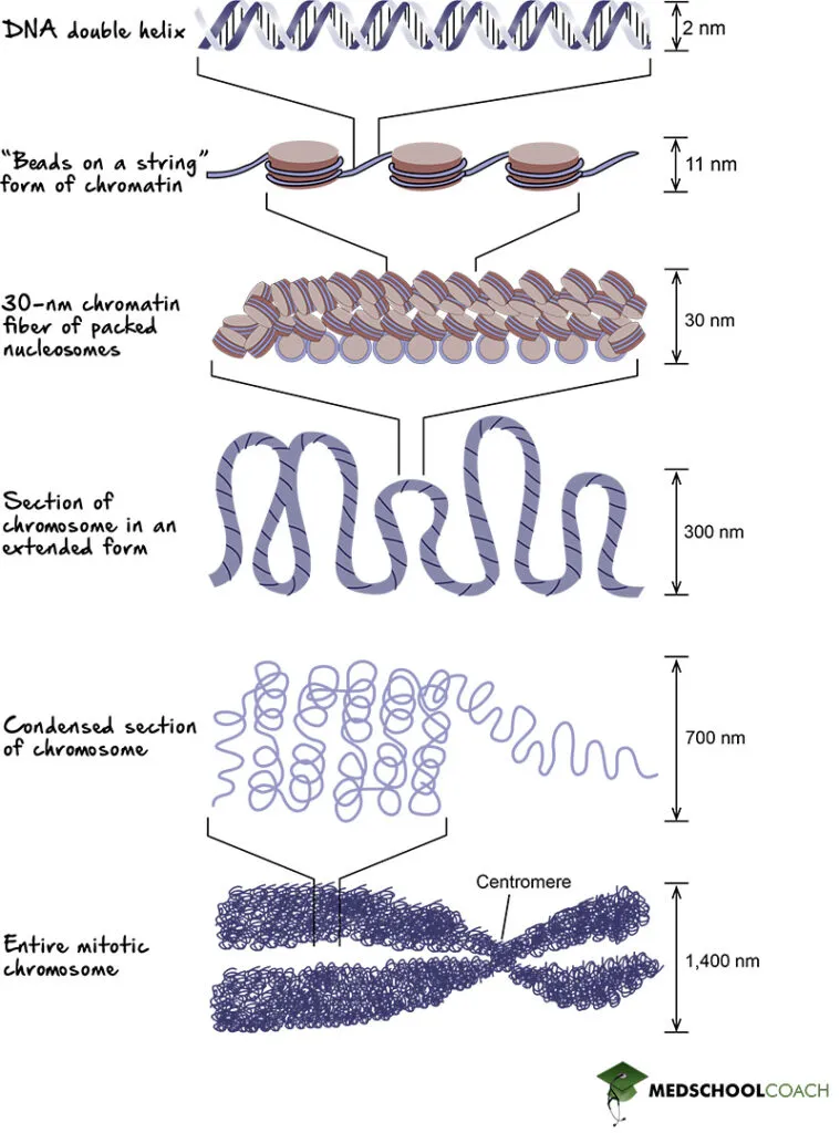DNA coiling and chromosome condensation
