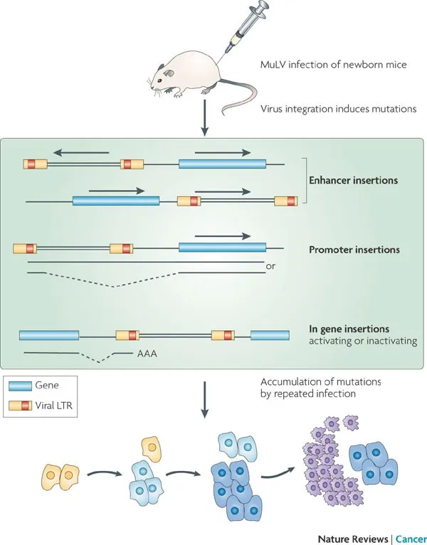 Retroviral insertional mutagenesis and cancer development