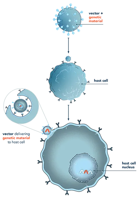 Viral vector gene therapy mechanism: DNA delivery to nucleus